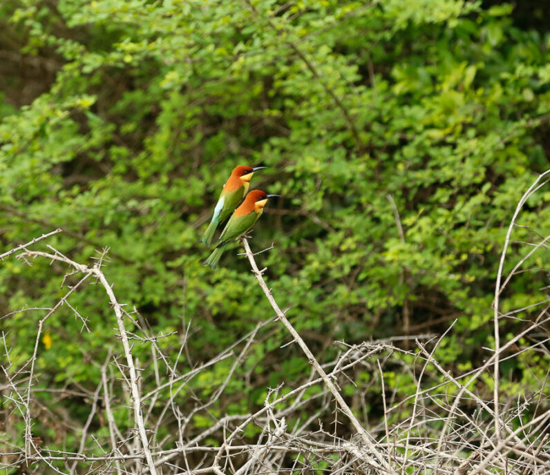 yala safari guide